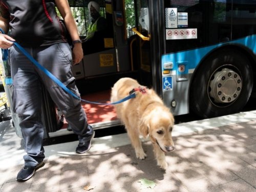 Assistance animals and discrimination law: Your rights